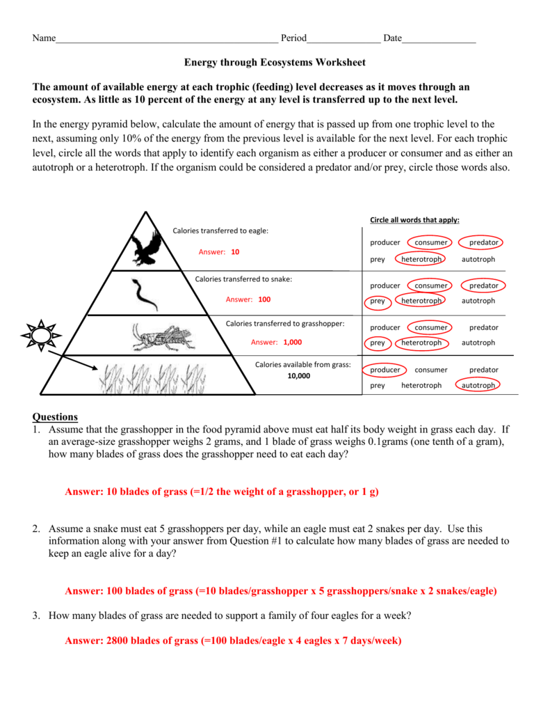 Energy Through An Ecosystem Worksheet Answer Key