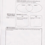 Energy Transfer In Living Organisms Worksheet