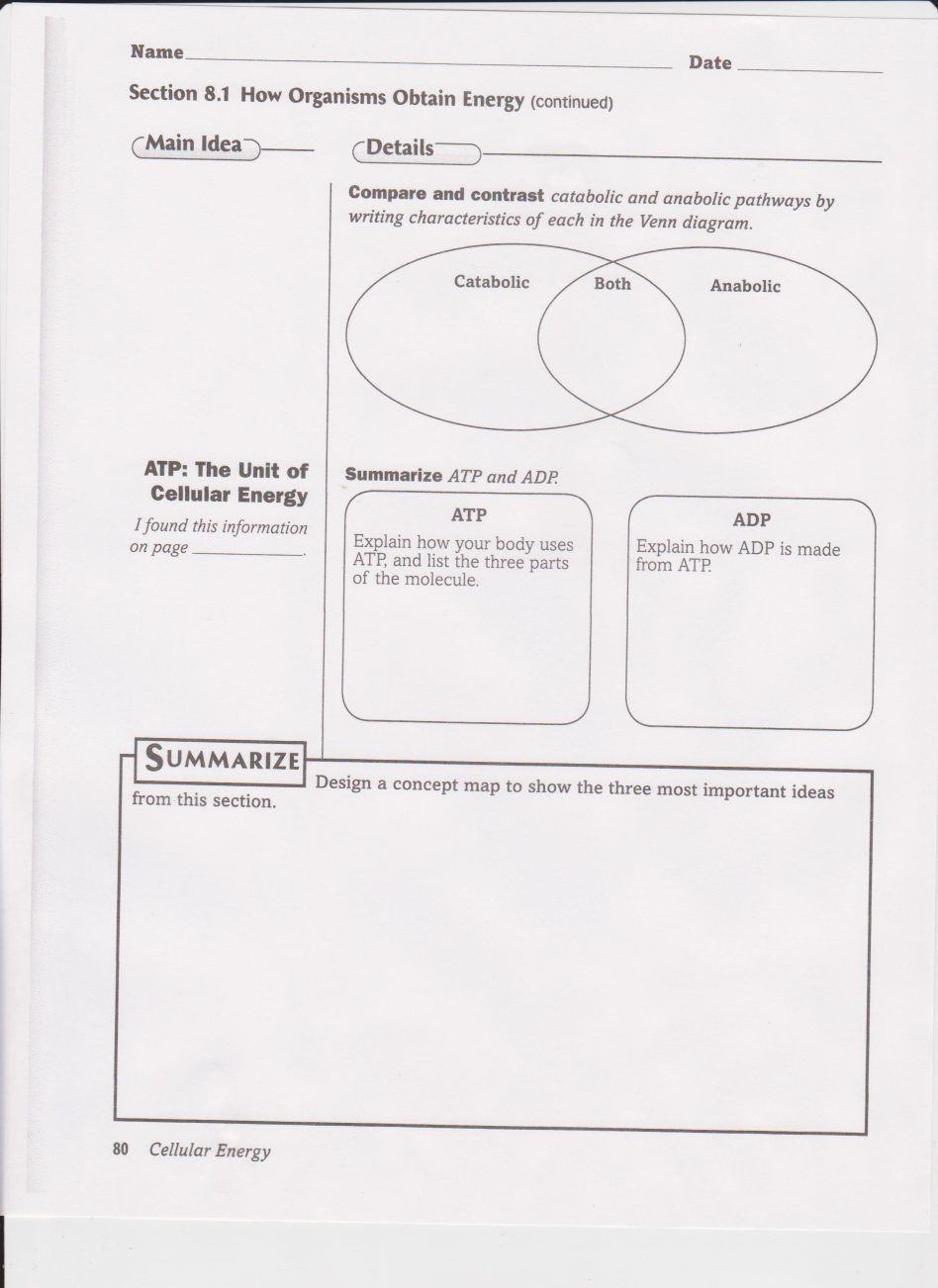 Energy Transfer In Living Organisms Worksheet