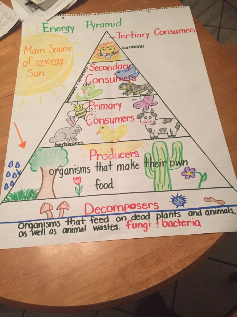Food Chain Energy Pyramid 5th Grade Teaching Energy Middle School 