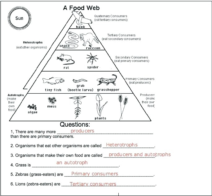 Food Chain Pyramid Worksheets 99Worksheets