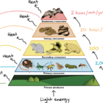 Food Chains And Energy Transfer AQA NEW SPEC 2020 2021 Teaching