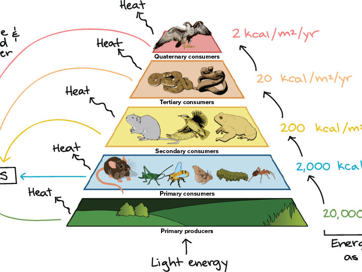 Food Chains And Energy Transfer AQA NEW SPEC 2020 2021 Teaching 