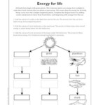 Food Chains Energy For Life Primary KS2 Teaching Resource Scholastic