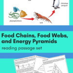Food Chains Food Webs And Energy Pyramids Reading Passage Reading