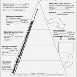 Food Pyramid Worksheet Answer Key Thekidsworksheet