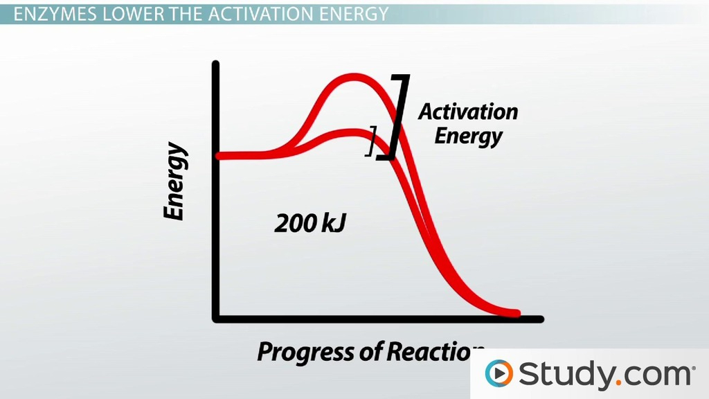 Function Of Enzymes Substrate Active Site Activation Energy 