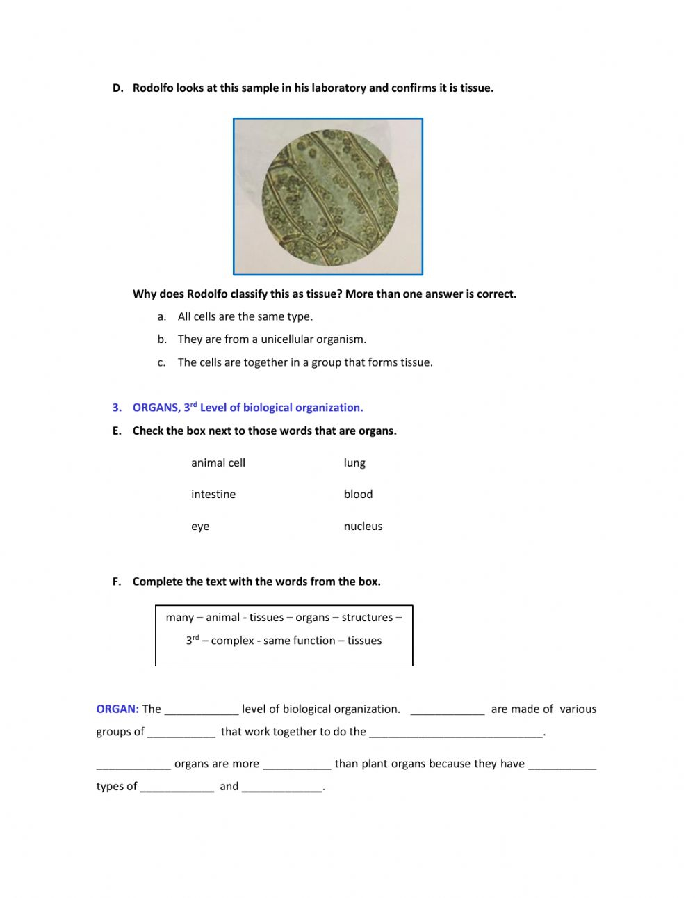 How Do Biological Organisms Use Energy Worksheet Answer Key 