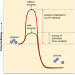 How Do Enzymes Work In A Chemical Reaction WHTODA