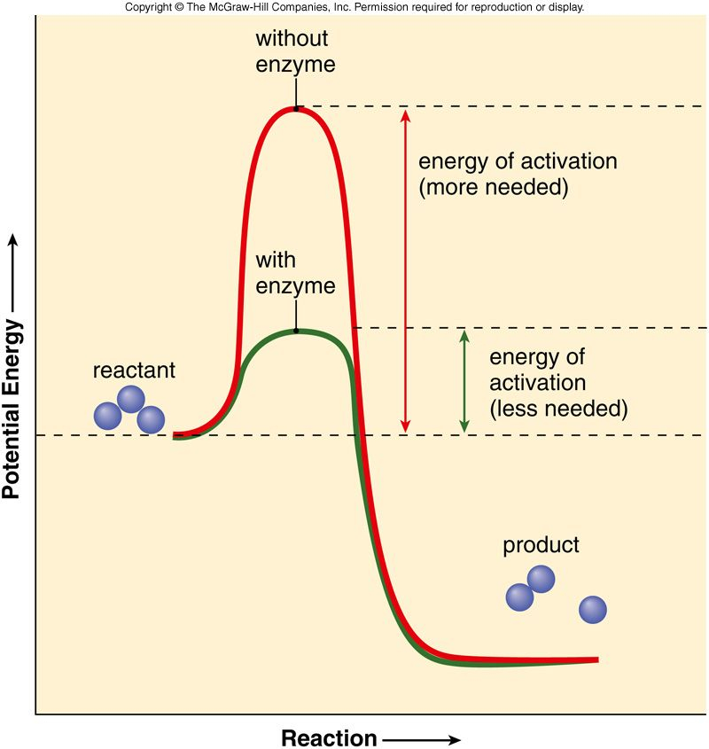 How Do Enzymes Work In A Chemical Reaction WHTODA