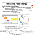 Photosynthesis And Cell Energy Worksheet Worksheet List