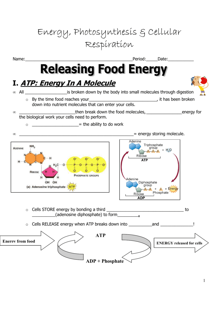 Photosynthesis And Cell Energy Worksheet Worksheet List