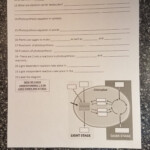 Photosynthesis Chapter 8 2 Parrot Book Worksheet