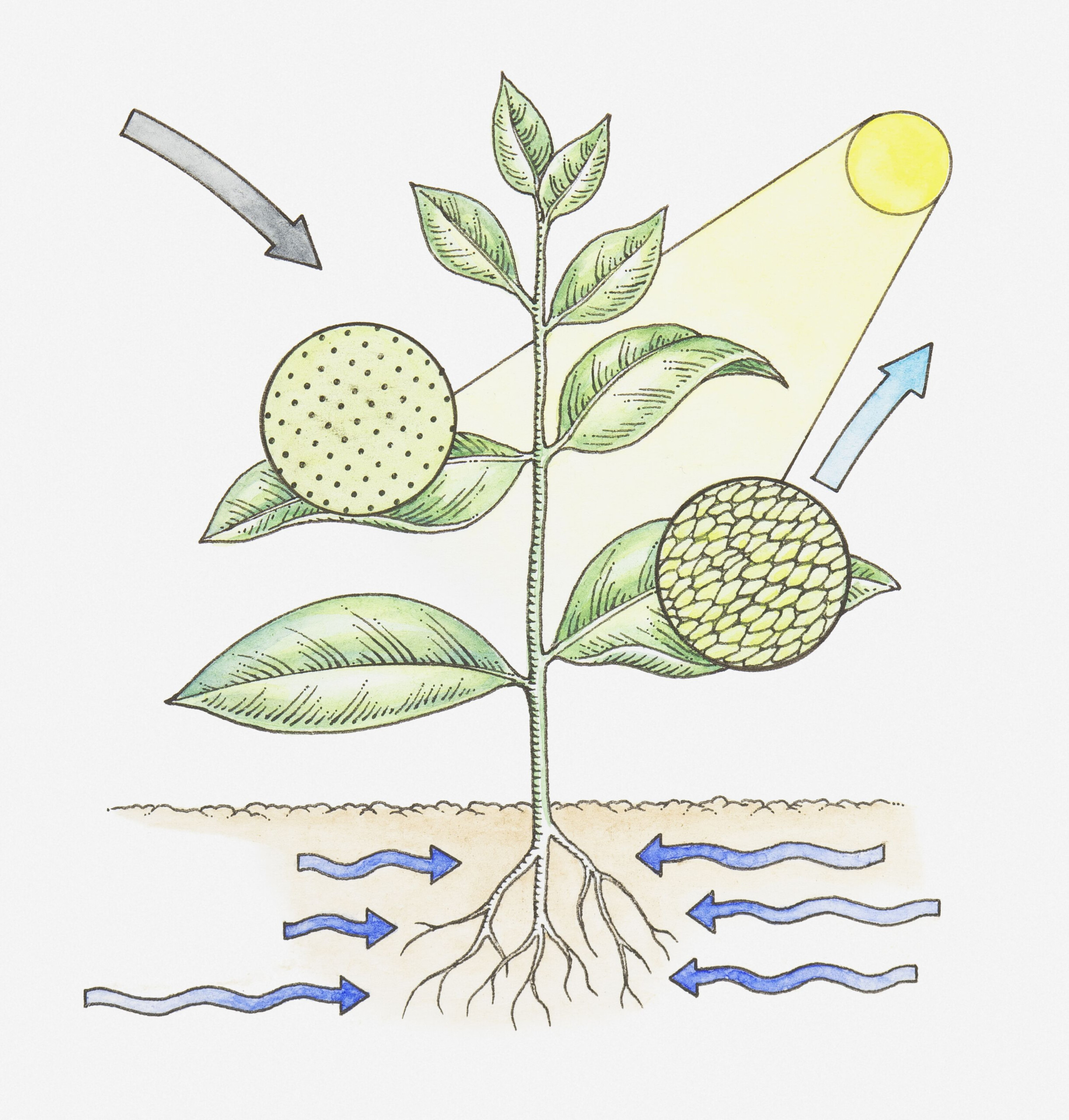 Photosynthesis Study Guide Key Concepts