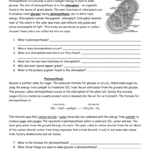 Photosynthesis Worksheet