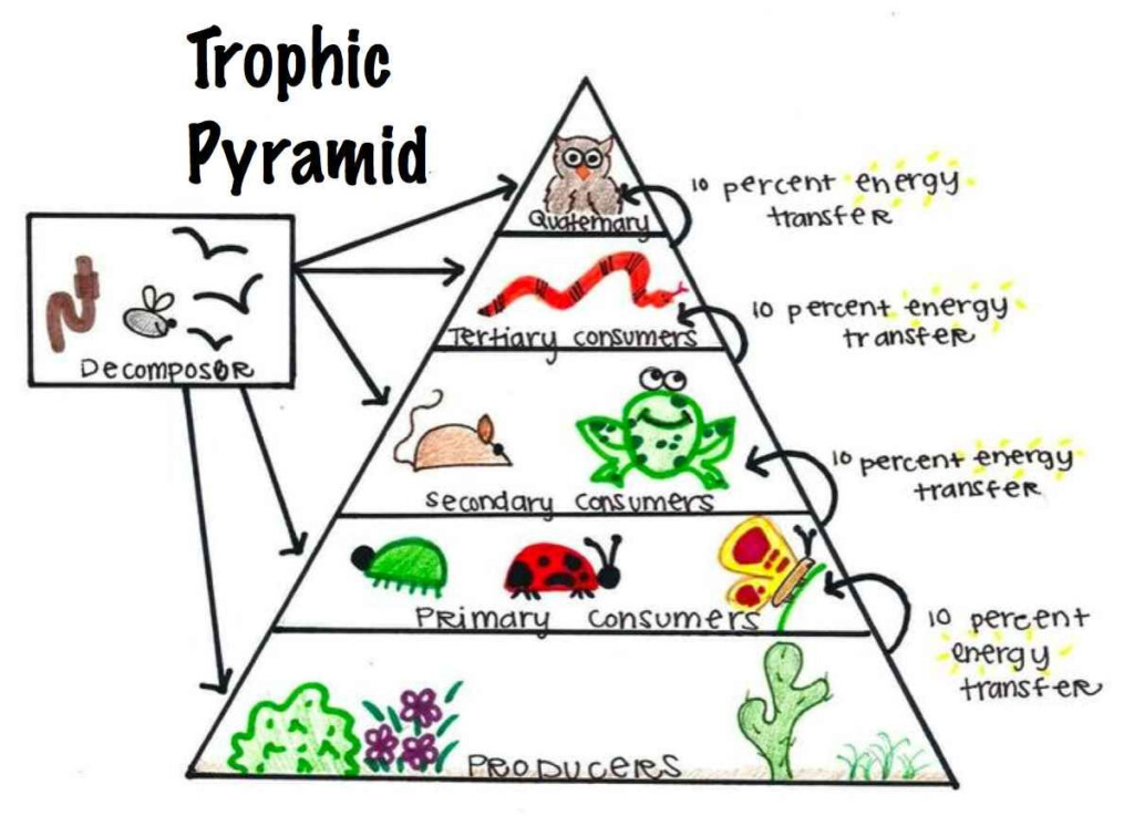 Pin By Ruben Stein On 7th GRADE Learning Science Energy Pyramid 