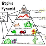 Pin By Ruben Stein On 7th GRADE Learning Science Energy Pyramid