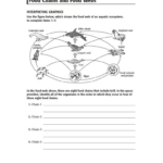 Producers And Consumers Worksheet Worksheet List