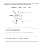 Quiz Worksheet Photosynthesis In Plants Study Free Printable