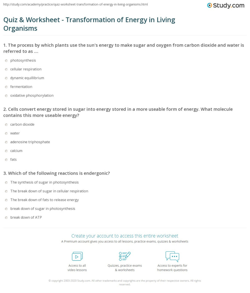 Quiz Worksheet Transformation Of Energy In Living Organisms Study