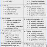 Science 10 Worksheet 3 Energy Flow In Ecosystems Answer Key