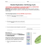 Student Exploration Half Life Gizmo Answer Key Activity B My PDF