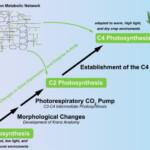 What Is A Photosynthetic Autotroph Slideshare