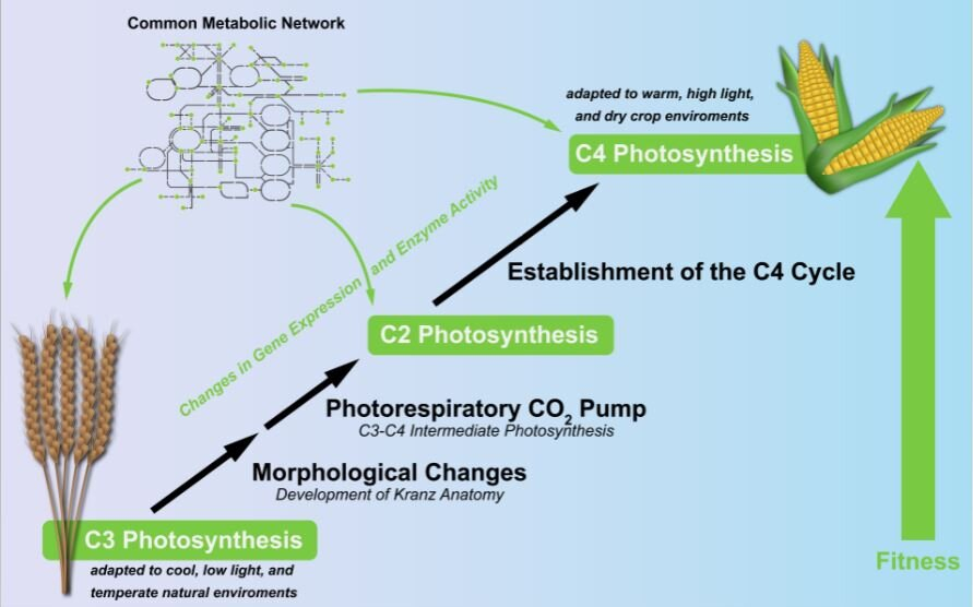 What Is A Photosynthetic Autotroph Slideshare