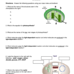 Worksheet Photosynthesis And Cell Energy Biology Answer Key 2020 Fill