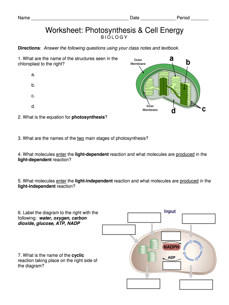 Worksheet Photosynthesis And Cell Energy Biology Answer Key 2020 Fill 