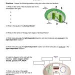 Worksheet Photosynthesis Cell Energy Biology Answer Key Fill Online
