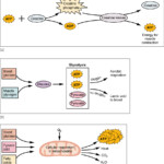 10 3 Muscle Fiber Contraction And Relaxation Anatomy And Physiology