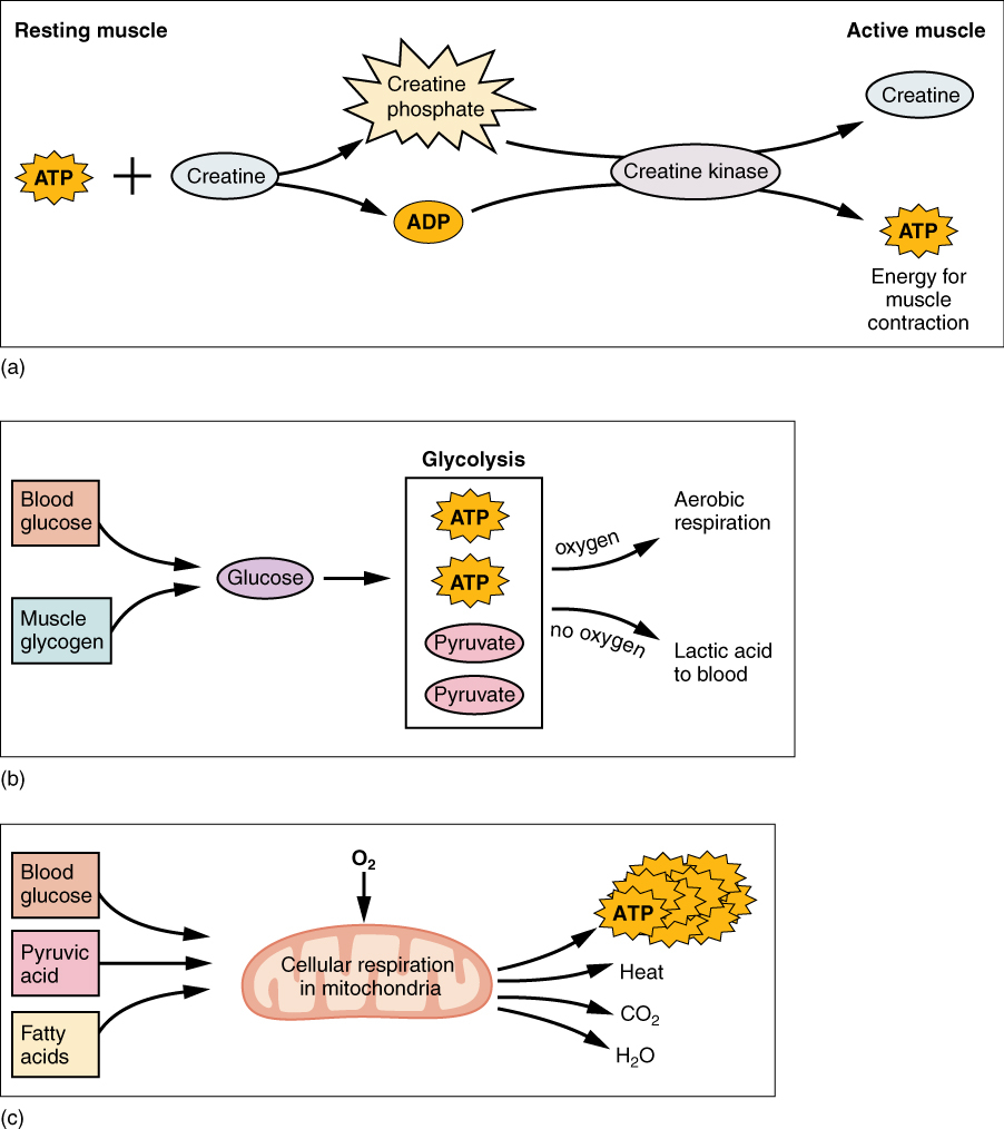 10 3 Muscle Fiber Contraction And Relaxation Anatomy And Physiology