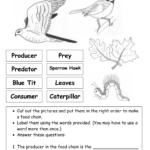 12 Worksheets Food Chain Web Pyramid Worksheeto