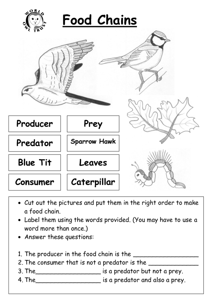 12 Worksheets Food Chain Web Pyramid Worksheeto