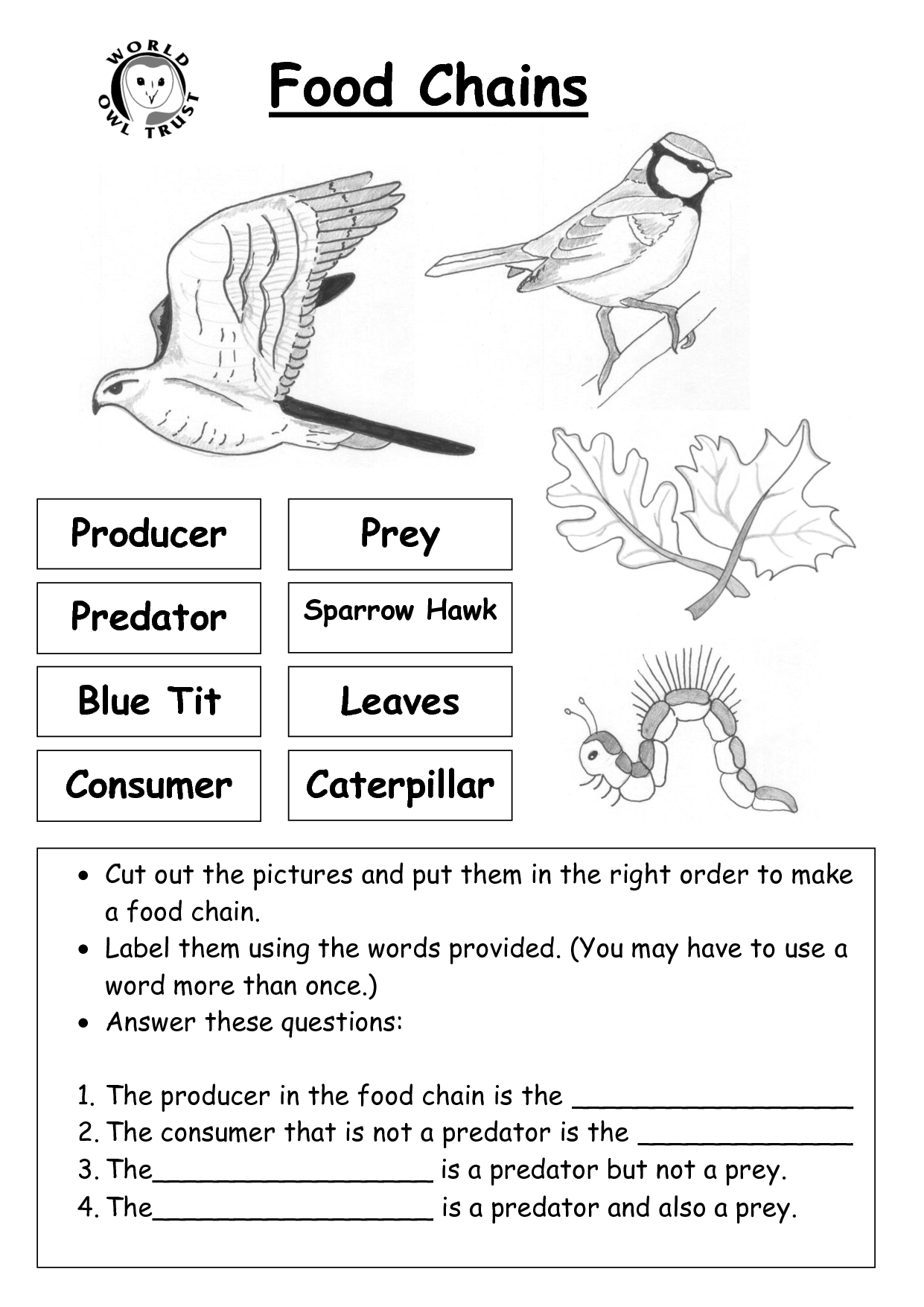 12 Worksheets Food Chain Web Pyramid Worksheeto