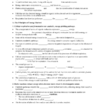 15 Chapter 9 Cellular Respiration Worksheet Worksheeto