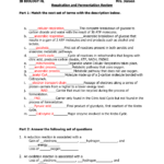 15 Chapter 9 Cellular Respiration Worksheet Worksheeto
