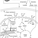 18 Cell Respiration Worksheet Worksheeto