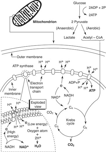 18 Cell Respiration Worksheet Worksheeto