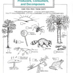 20 Ecosystem Worksheets 4th Grade Worksheet From Home