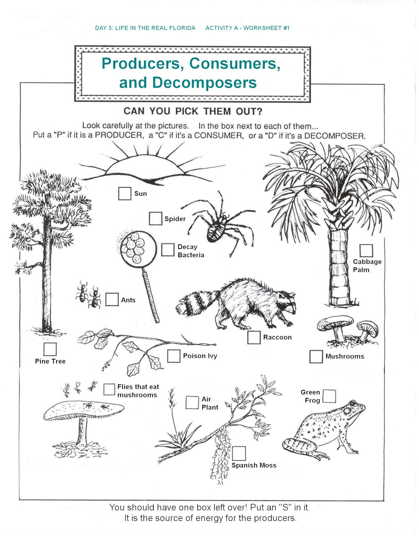 20 Ecosystem Worksheets 4th Grade Worksheet From Home