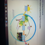 30 Can You Label This Diagram Showing How Nutrients And Energy Flow In