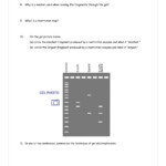 30 Gel Electrophoresis Worksheet Answers Education Template