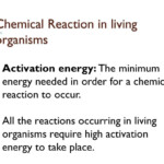 31 Chemistry Of Living Things Worksheet Answers Worksheet Database