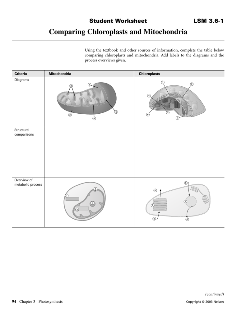 31 Chloroplast And Mitochondria Coloring Worksheet Answer Key Free