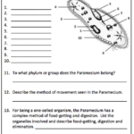 35 Protist Worksheet Middle School Support Worksheet