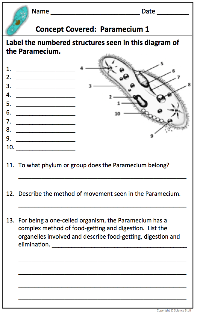 35 Protist Worksheet Middle School Support Worksheet