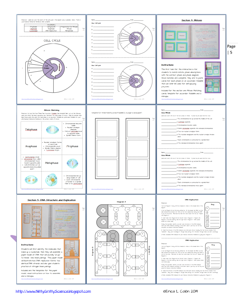 36 Cell Processes And Energy Worksheet Answers Support Worksheet