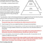 40 Ecological Pyramids Worksheet Answer Key Worksheet Information